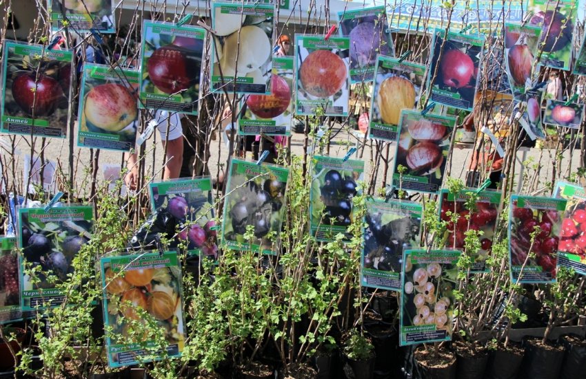 Покупка саджанців