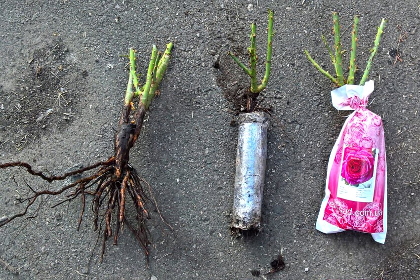 Рослини з відкритою кореневою системою