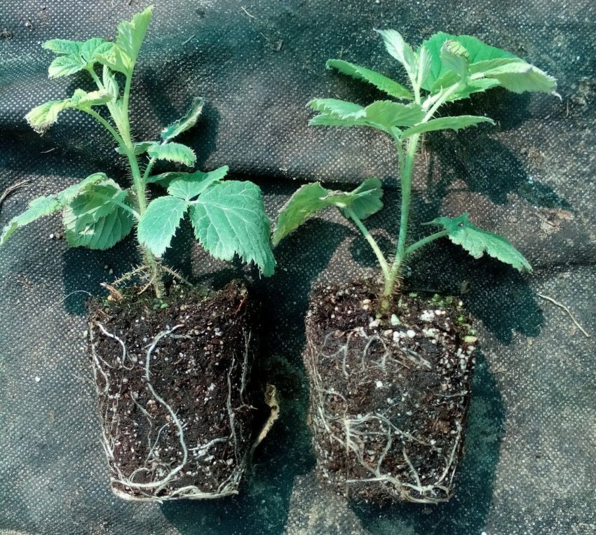 Рослини з закритою кореневою системою