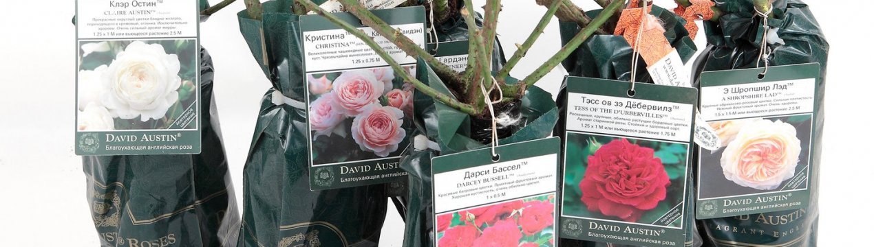 ЗКС Р19 — що означають букви на саджанцях