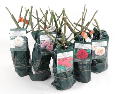 ЗКС Р19 — що означають букви на саджанцях