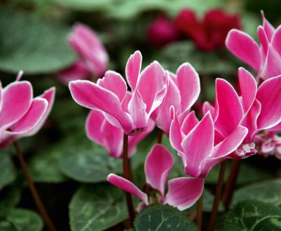 Чому у цикламена жовтіють листя