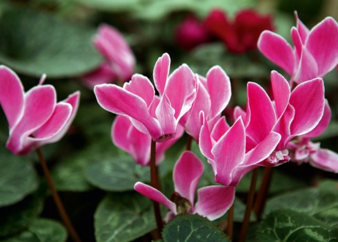 Почему у цикламена желтеют листья