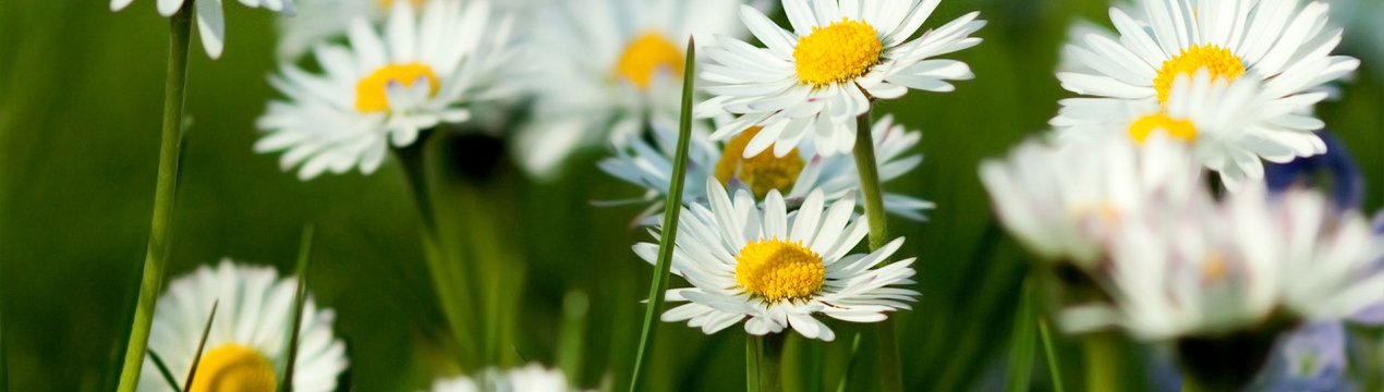 Місячний календар садівника-городника на червень 2020