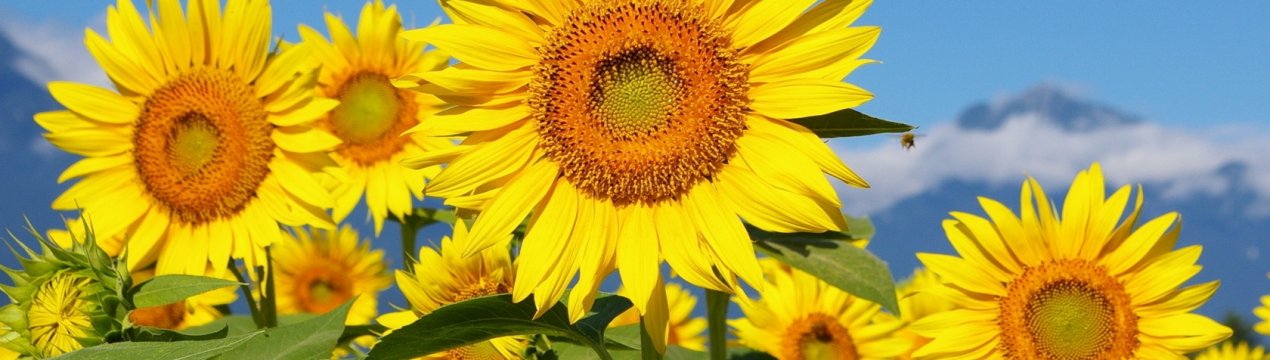 Місячний календар садівника-городника на липень 2020