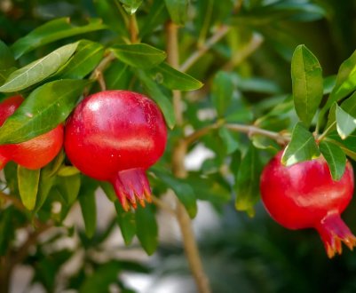 Дорогоцінна ягода - гранат: посадка в домашніх умовах