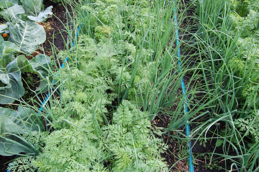 Морква і лук на одній грядці