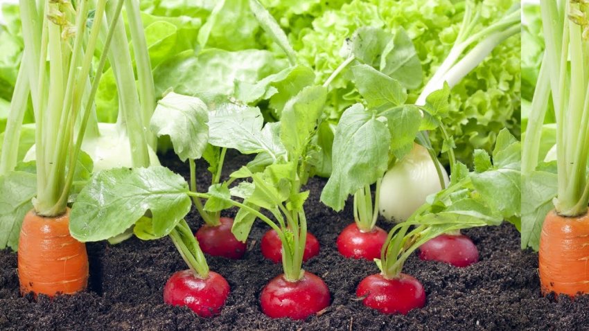 Редис і морква на одній грядці