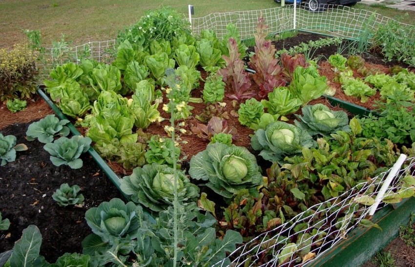 Білокачанна капуста і зелень на одному грядці