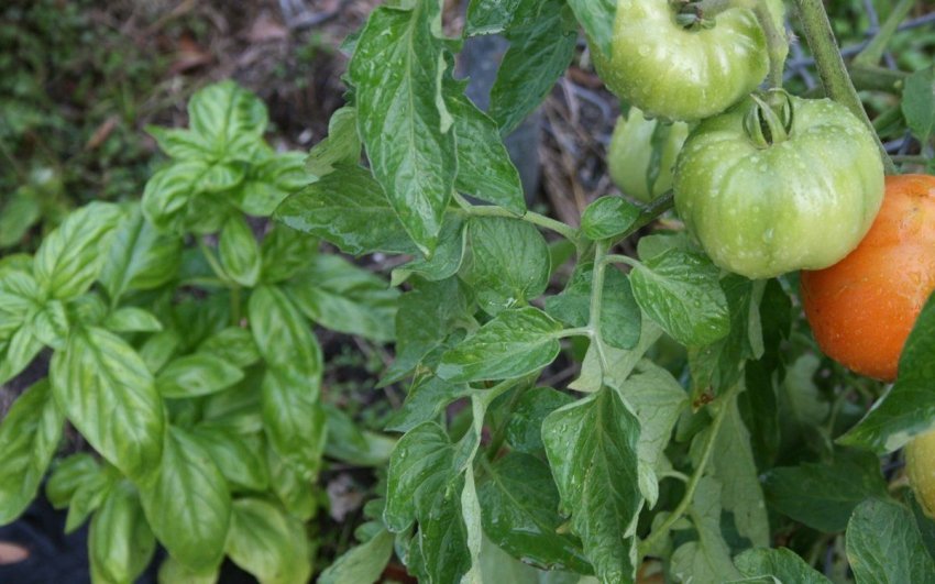 Помідори і базилік на одному грядці