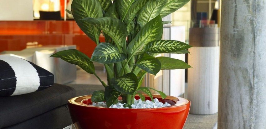 Диффенбахія