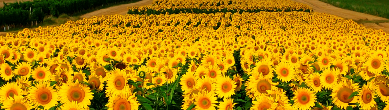 У цьому році площа під соняшниками може збільшитися майже на 50 тис. га