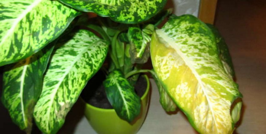 Жовтіють листя у диффенбахии