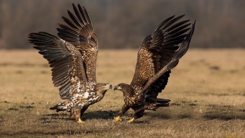 Хижі птахи гинуть Хижі птахи гинуть