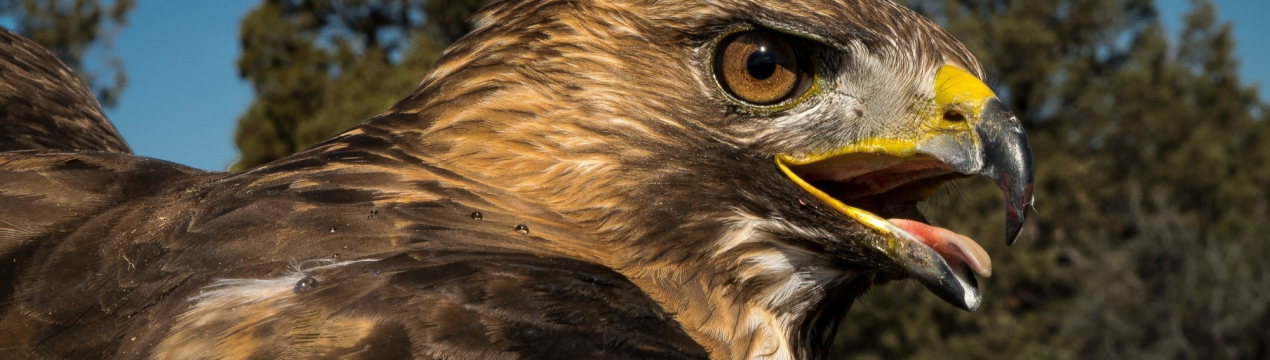 Хижі птахи гинуть