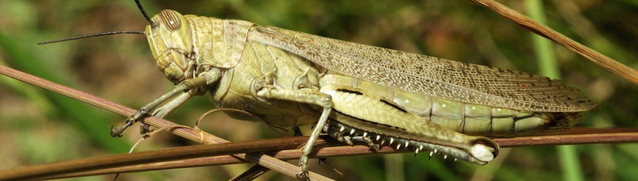 Центр координує дії з іншими штатами, щоб керувати нападами саранчі