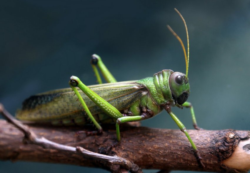 Центр координує дії з іншими штатами, щоб керувати нападами саранчі Центр координує дії з іншими штатами, щоб керувати нападами саранчі