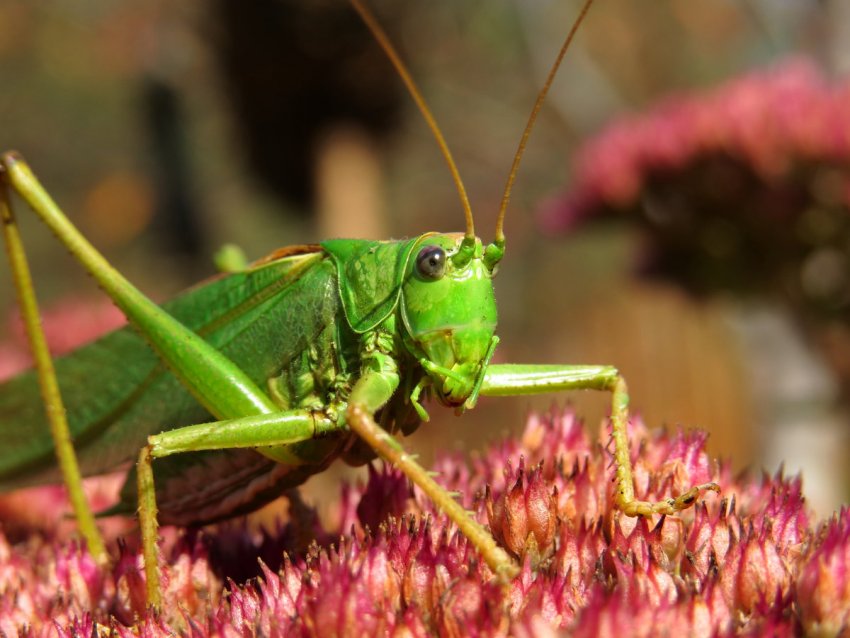 Центр координує дії з іншими штатами, щоб керувати нападами саранчі Центр координує дії з іншими штатами, щоб керувати нападами саранчі