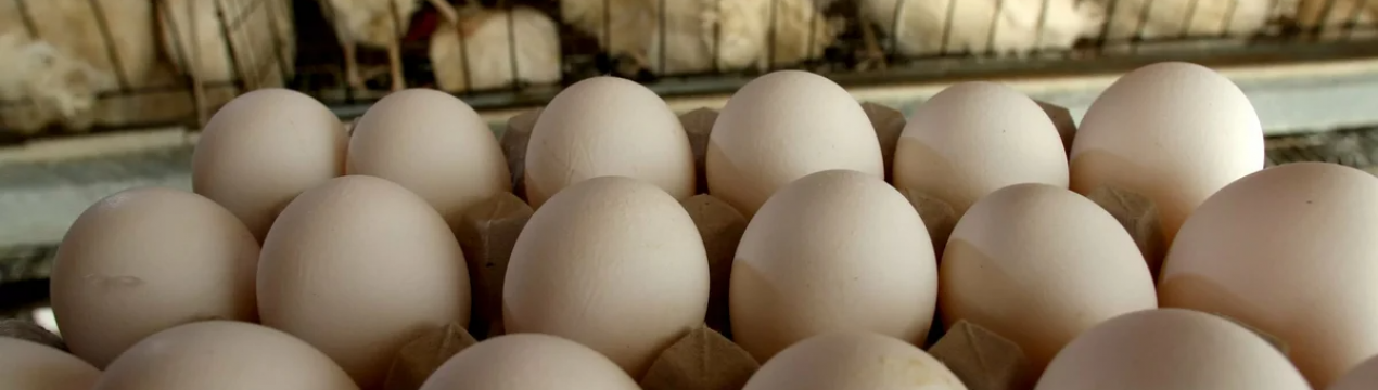 Яєчна промисловість Великобританії вітає обіцянку уряду про добробут кур