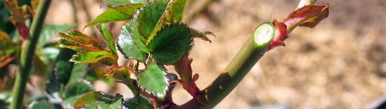 Коли і як обрізати троянди