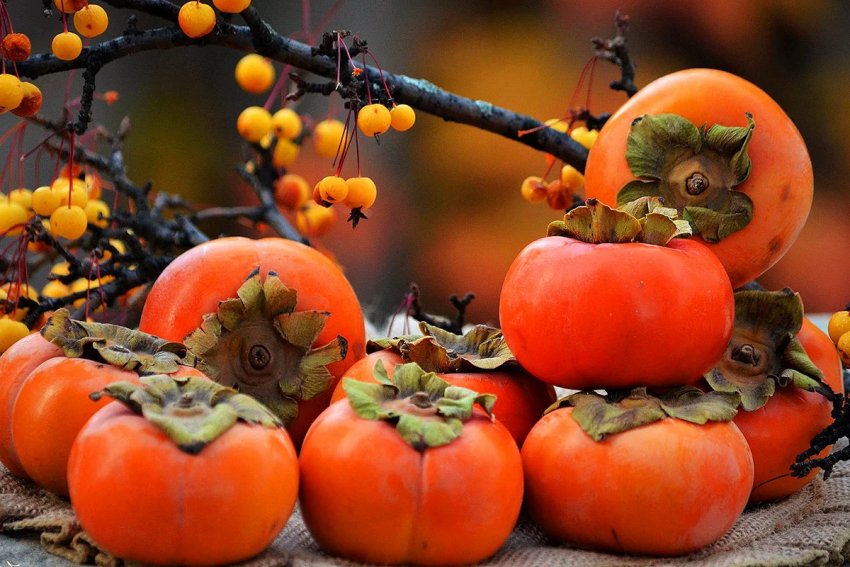 Вирощування хурми з кісточки в домашніх умовах