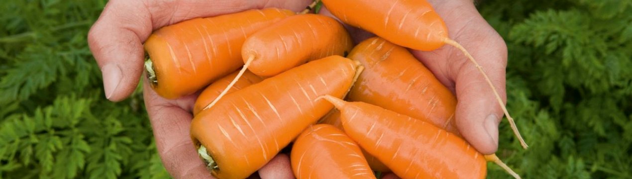 Вирощування міні-сортів моркви на підвіконні