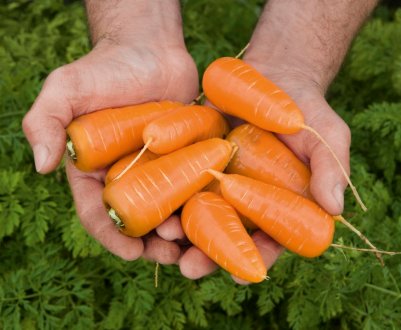 Выращивание мини-сортов моркови на подоконнике