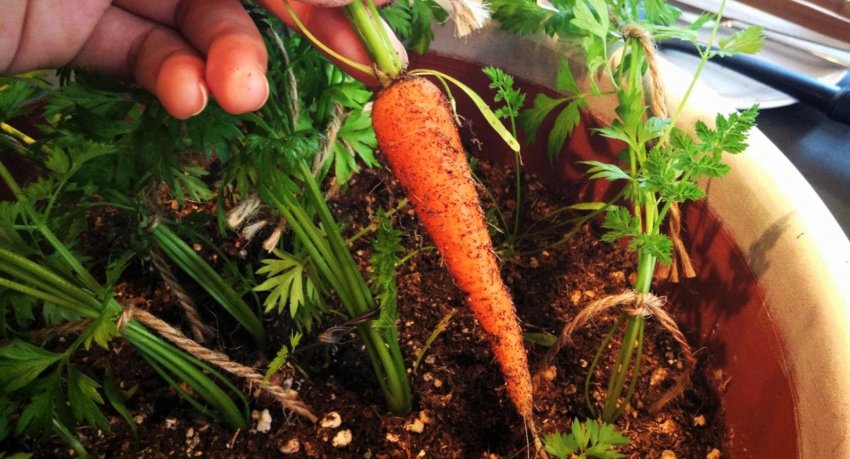 Проріджування моркви