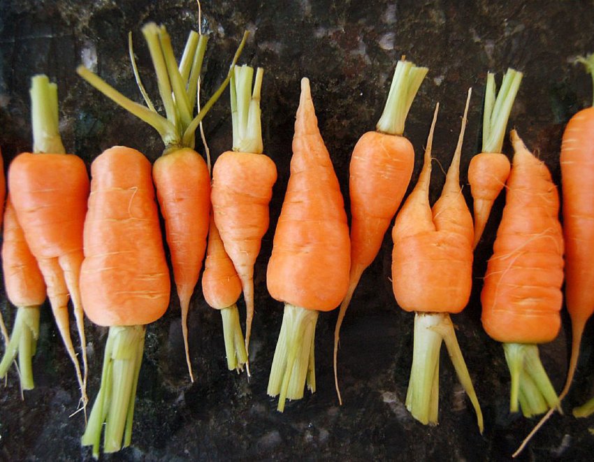 Перший врожай міні-моркви