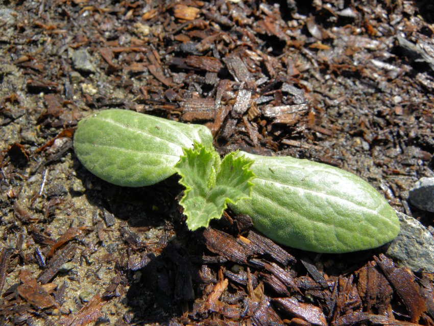 Мульчування кабачків опилками Мульчування кабачків опилками