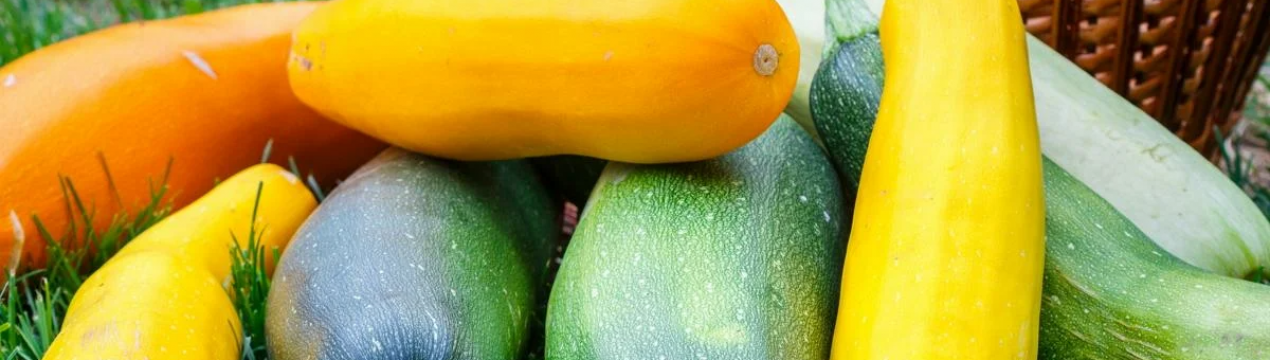 Як отримати високий урожай кабачків у теплиці