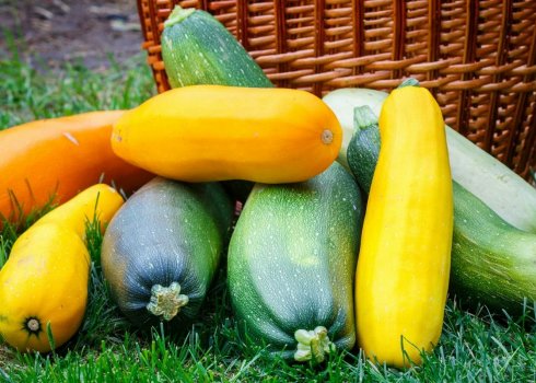 Як отримати високий урожай кабачків у теплиці