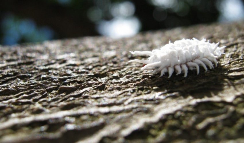 Борошнистий червець