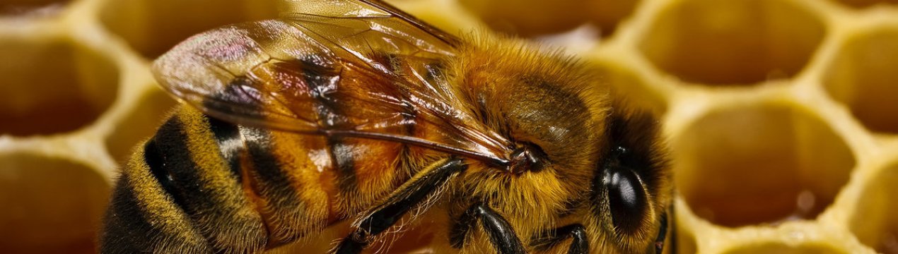 Отруєння бджіл - що встановлюють інспекції?