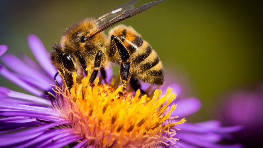 Отруєння бджіл - що встановлюють інспекції? Отруєння бджіл - що встановлюють інспекції?