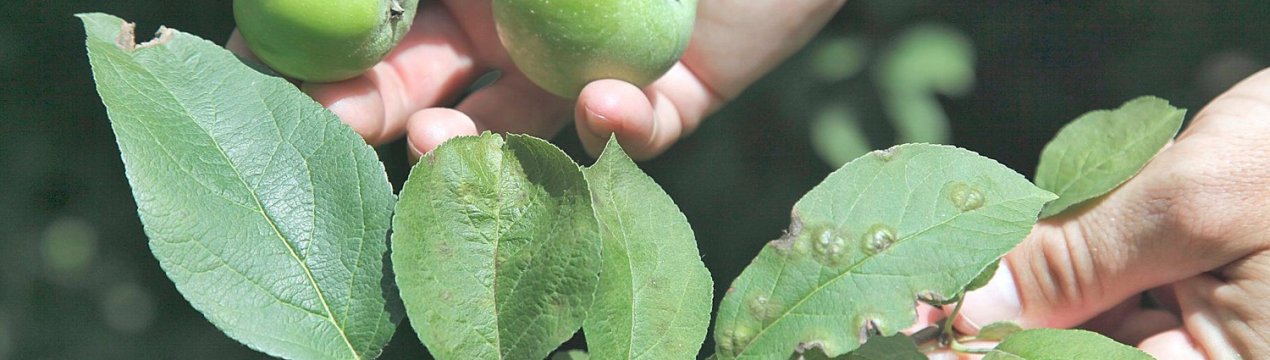 Зараження грибками: прогноз захисту рослин