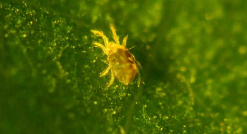 Павутинний кліщ