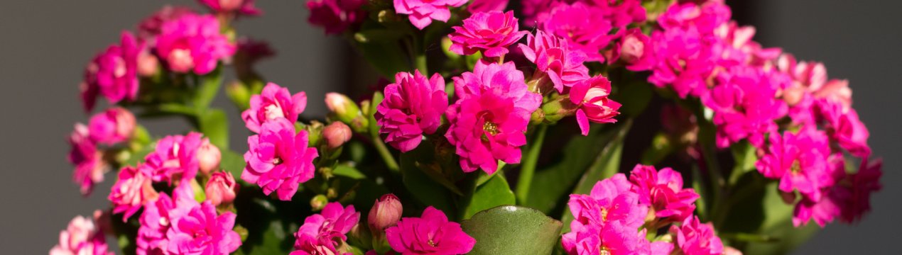 Домашня аптека на вікні