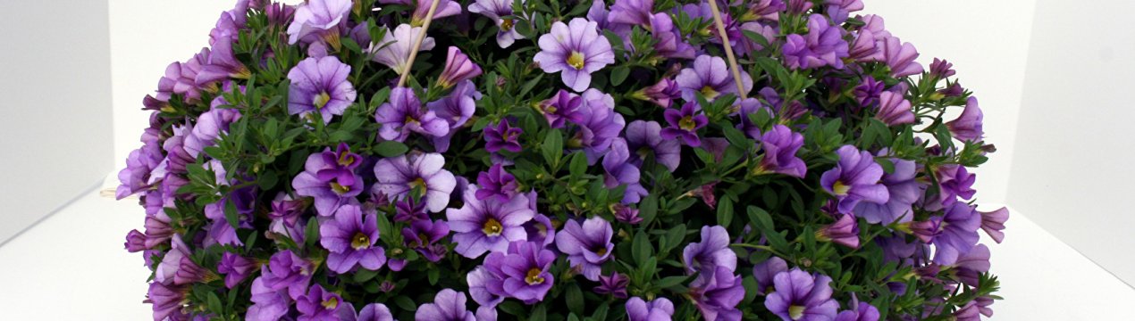 Як досягти того, щоб петунія росла пишним "шариком"