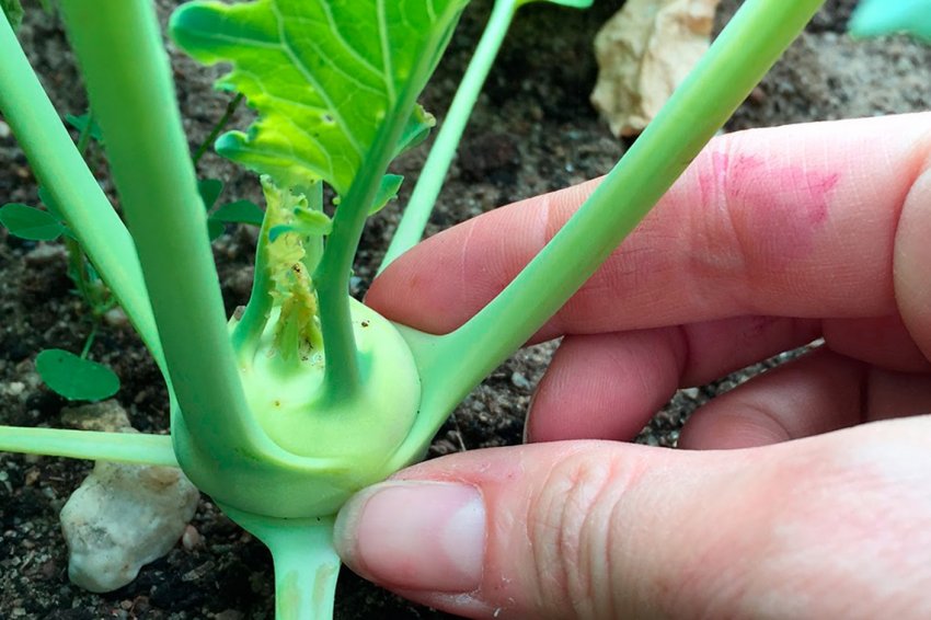 Секрети вирощування капусти кольрабі Секрети вирощування капусти кольрабі