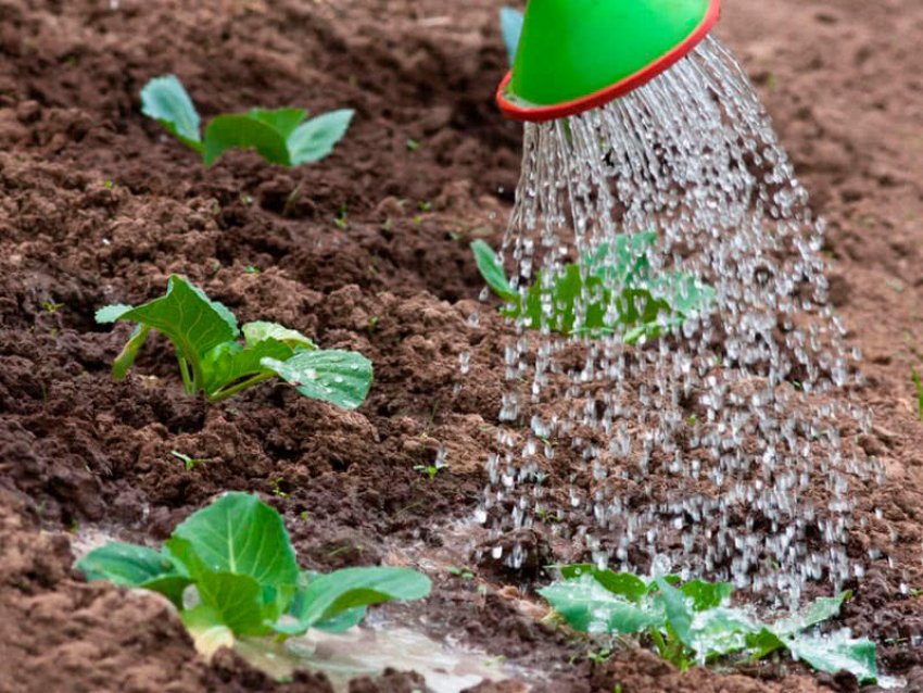 Полив капусти кольрабі Полив капусти кольрабі