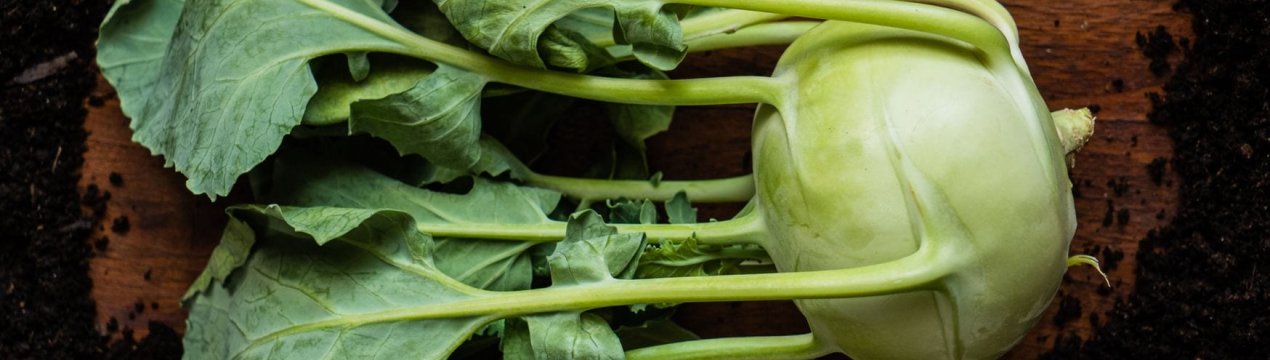 Секрети вирощування капусти колюрабі