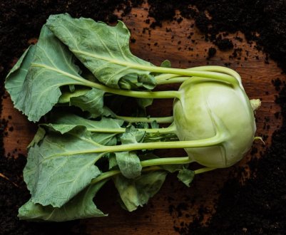 Секрети вирощування капусти колюрабі