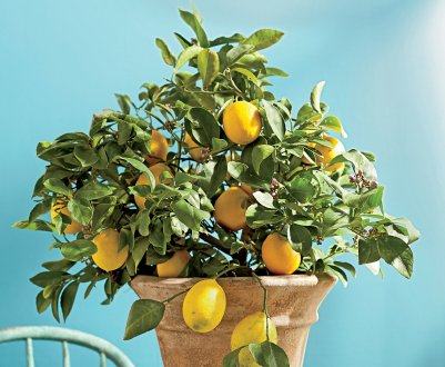 Вирощування лимонного дерева в домашніх умовах