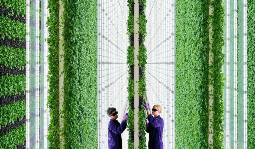 Вертикальна ферма Вертикальна ферма