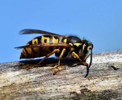 Чи буде у 2020 році багато ос?