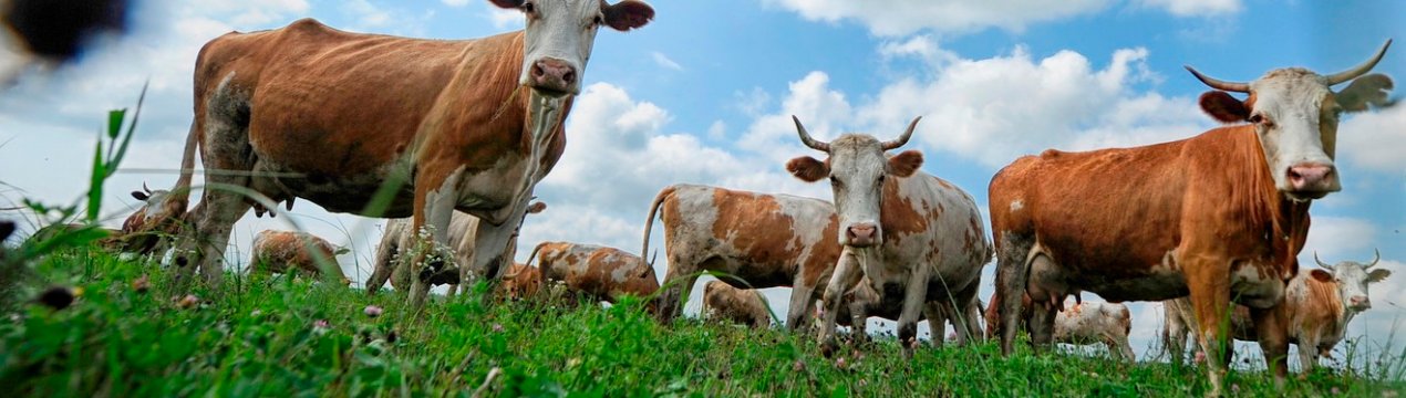 Статистика по великому рогатому скоту Великобританії