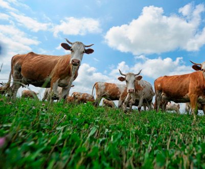 Статистика по великому рогатому скоту Великобританії