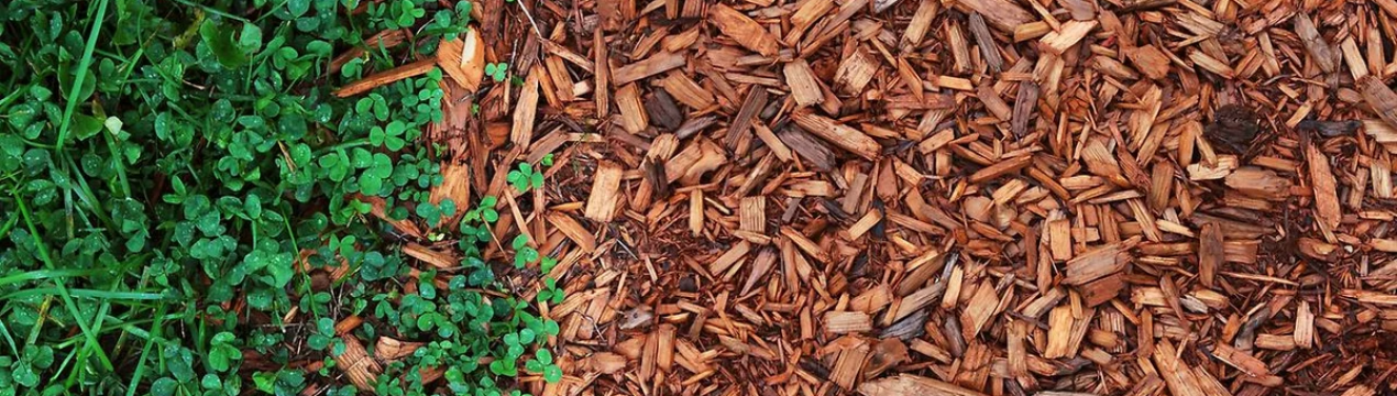 10 порад, як уникнути помилок під час мульчування