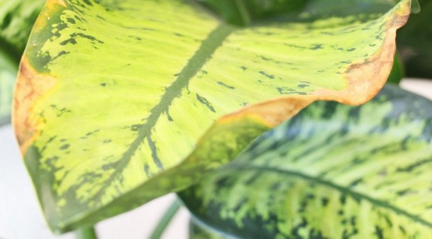 Плямистість листя